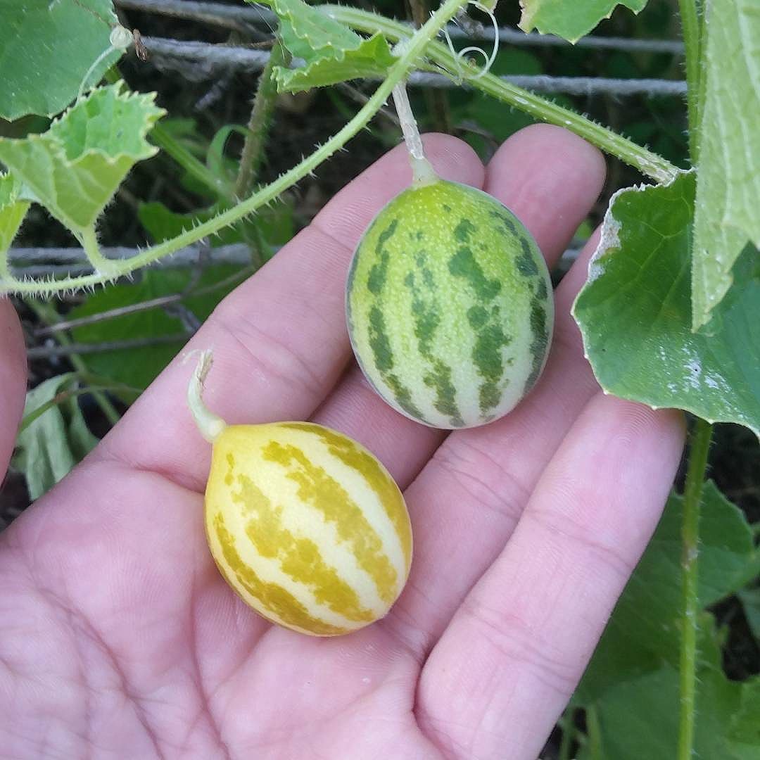 Mouse Melons from the Maldives