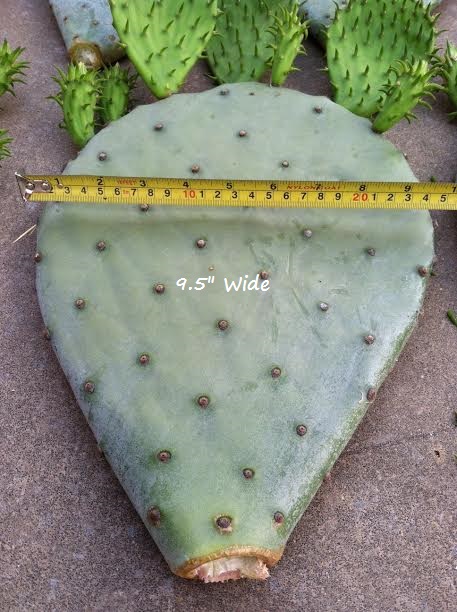 Cold-Hardy Prickly Pear Cactus | Experimental Farm Network