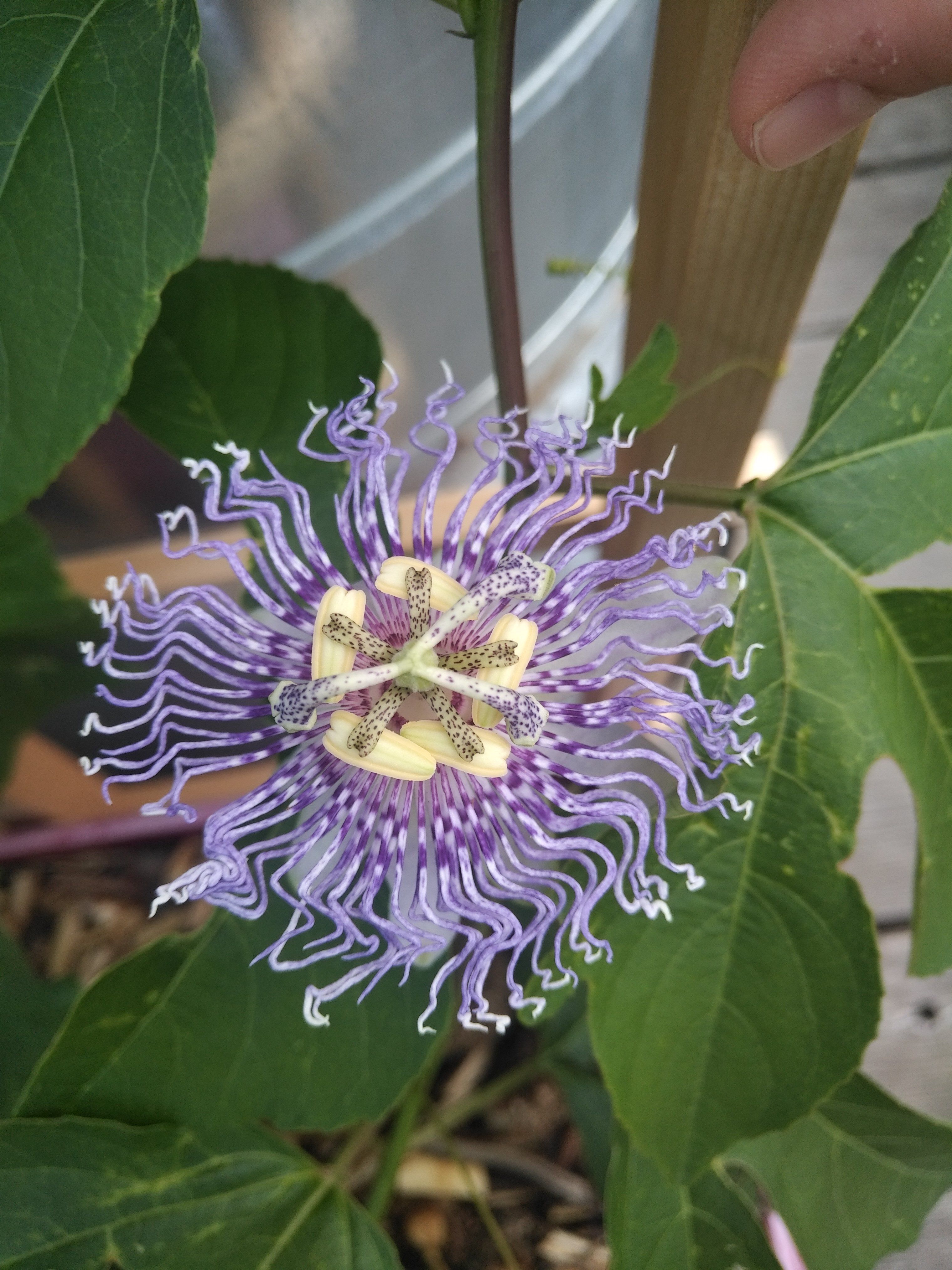 Passiflora incarnata BIO