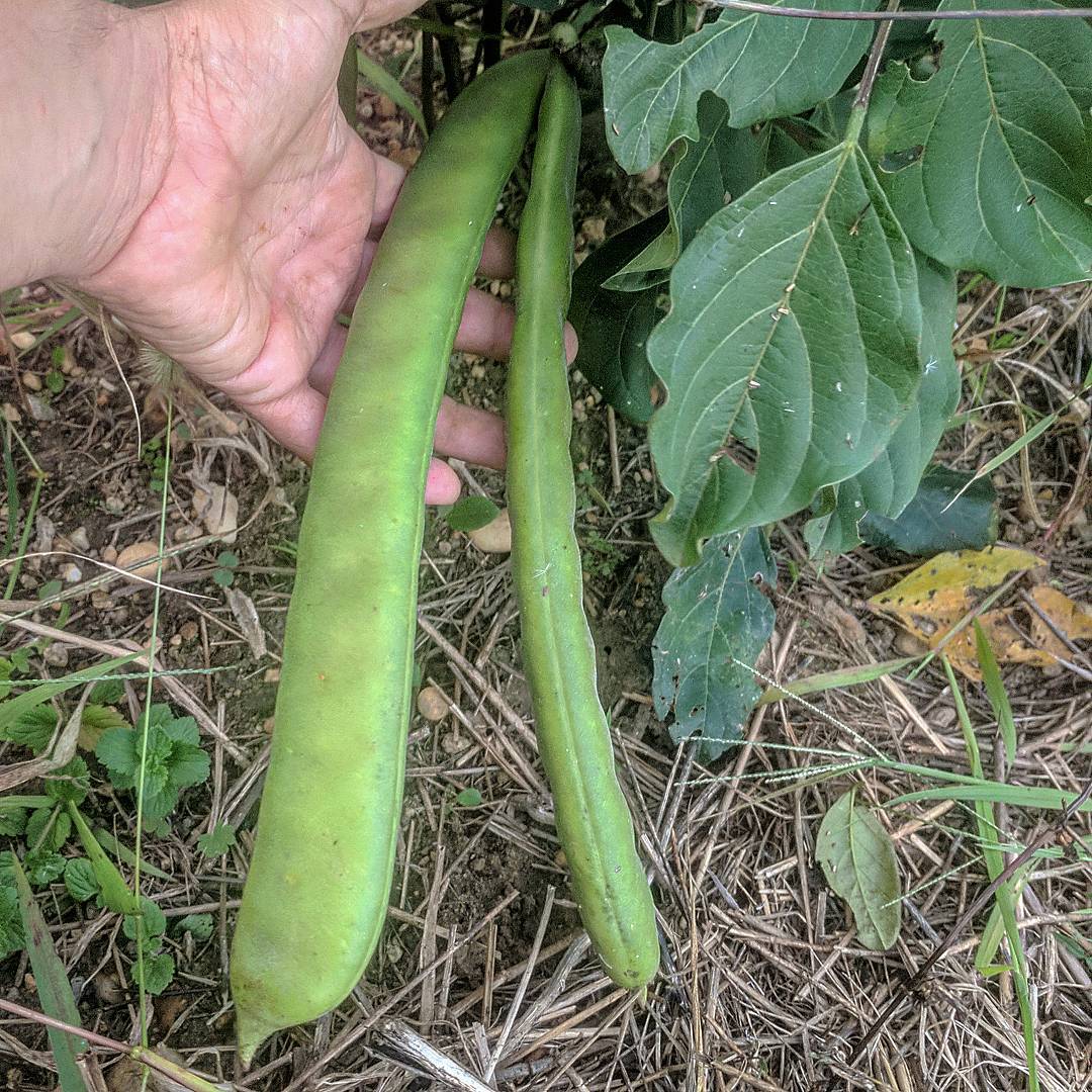 Canavalia ensiformis pods