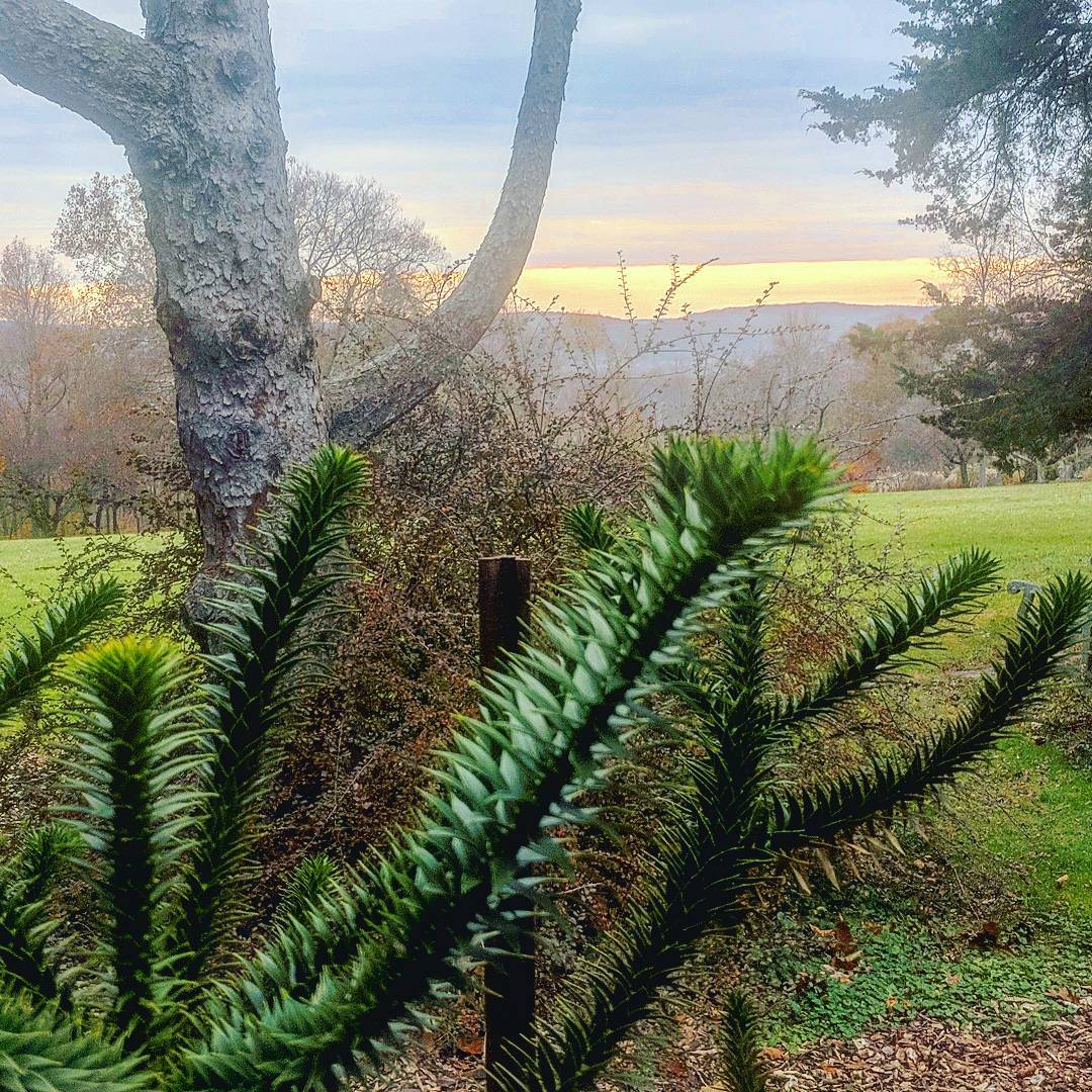 Monkey Puzzle Tree (Ringwood, NJ)