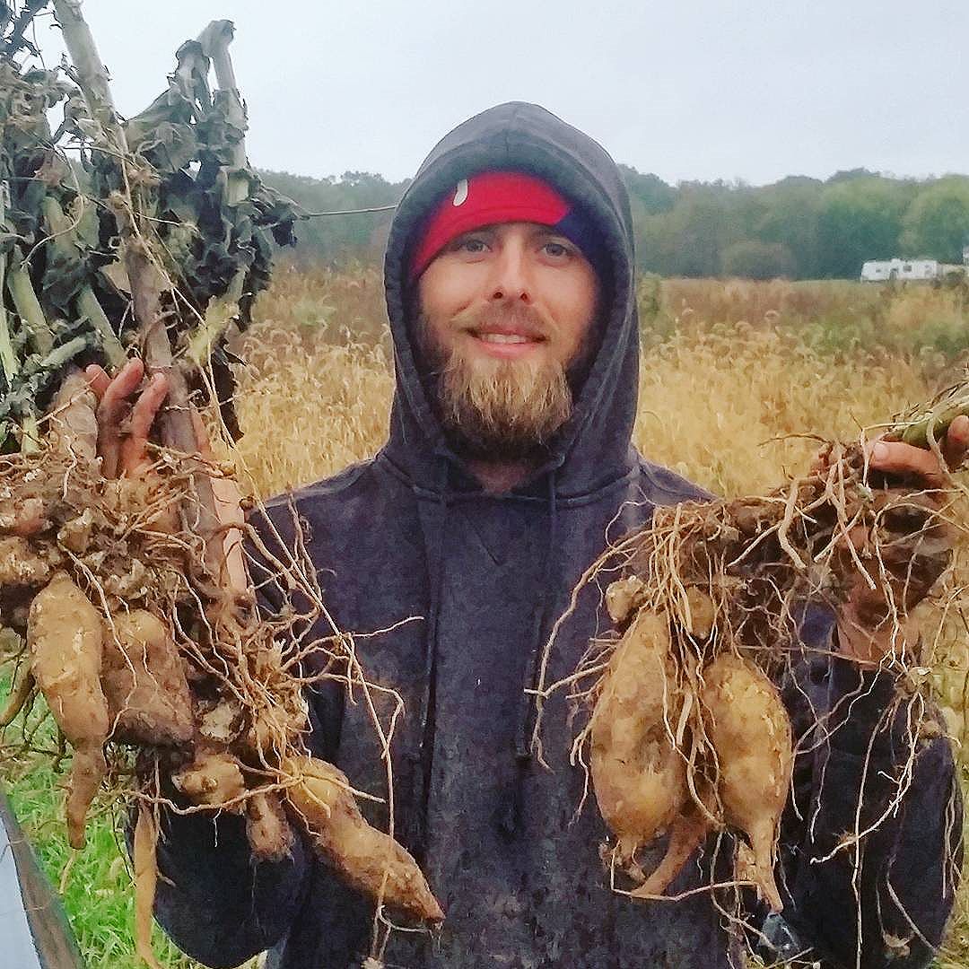 Dusty Hinz holding yacon tubers in Elmer, NJ