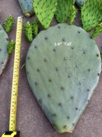 Opuntia STRICTA Erect Prickly pear Nopal Edible Cactus Nopalea Seed 100 Seeds