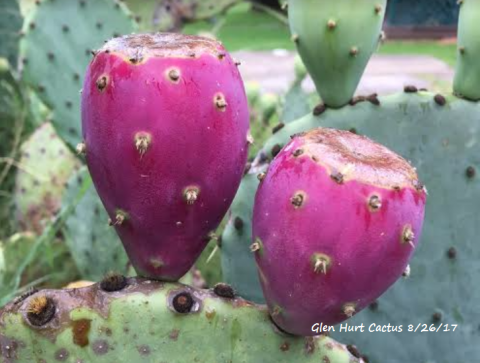 Cold Hardy Prickly Pear Cactus Experimental Farm Network