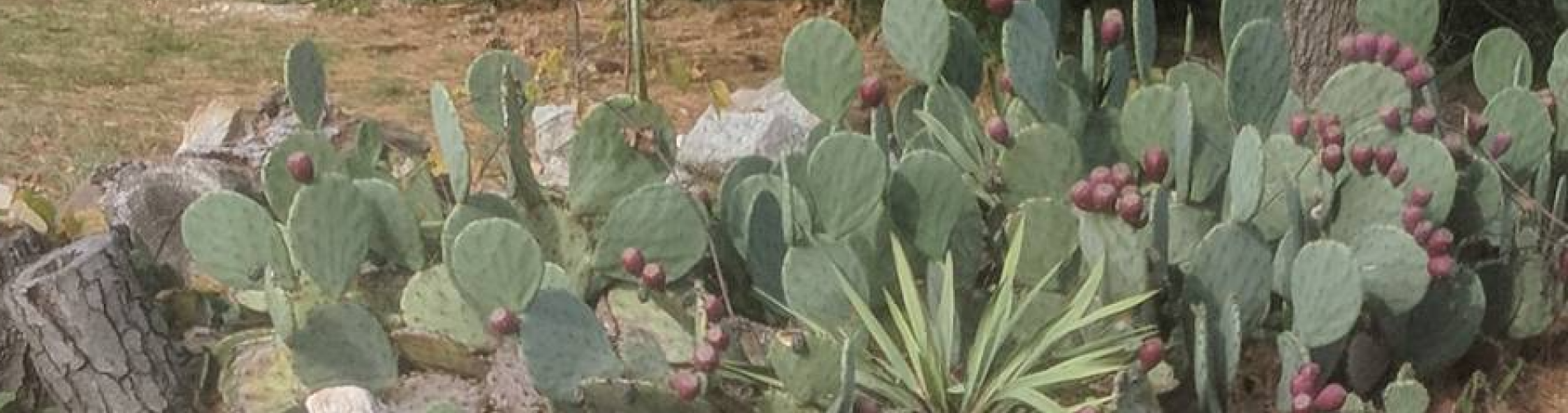 Opuntia STRICTA Erect Prickly pear Nopal Edible Cactus Nopalea Seed 100 Seeds